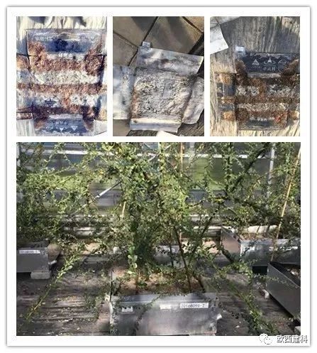 【喜大普奔】歐西建科耐根穿刺防水卷材順利通過北京園林所檢測！
